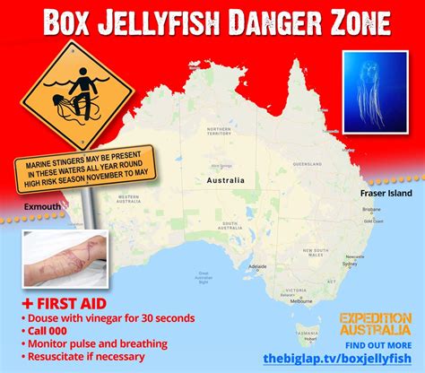 box jellyfish distribution australia|where are box jellyfish found.